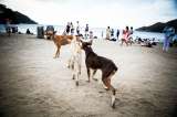 Gracias a denuncia ciudadana, Santa Marta implementará plan para atender animales callejeros