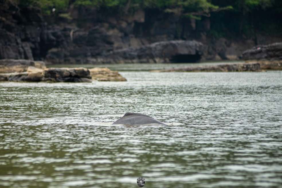 Laguna Damas del Nare, Guaviare: hogar de delfines rosados.