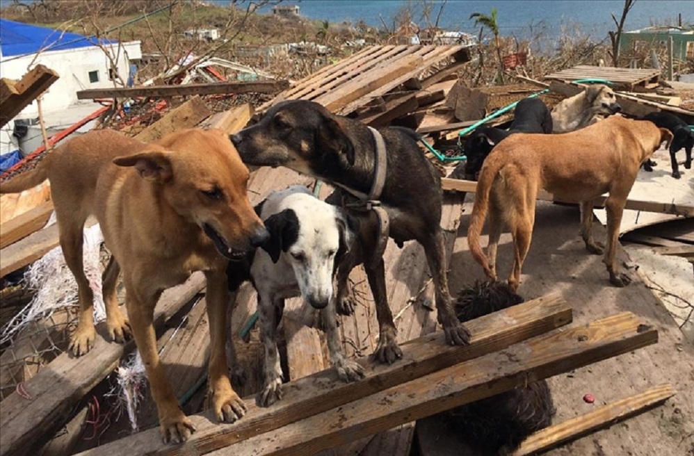 Los animales: las otras víctimas que dejó el huracán.
