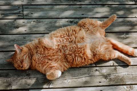 Las increíbles razones por las que los gatos se revuelcan en el suelo