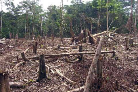 Deforestación aumentó 16%: Minambiente