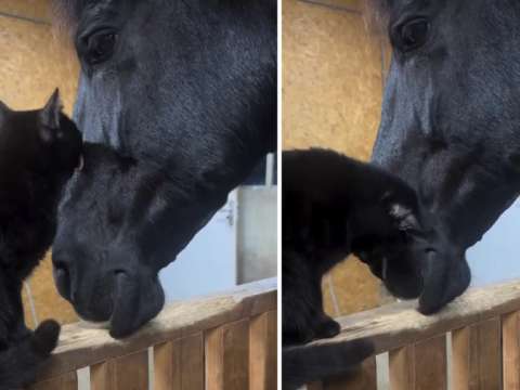 En video: inesperada amistad entre un gato negro y un caballo conquista las redes sociales
