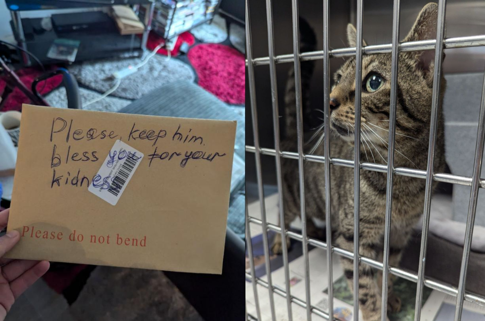 Con triste carta abandonan a un gatico: “Dios lo bendiga por su bondad”