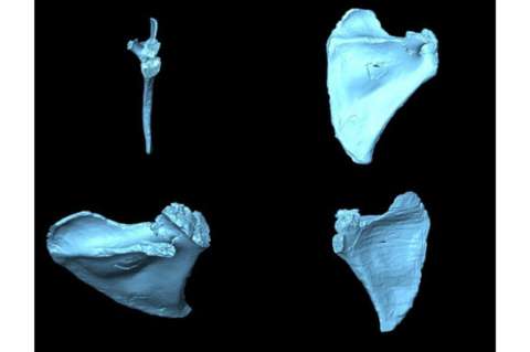 Así era la espalda del ‘Homo antecessor’