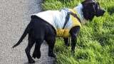 Perrita con seis patas fue operada con éxito y ahora busca un hogar definitivo
