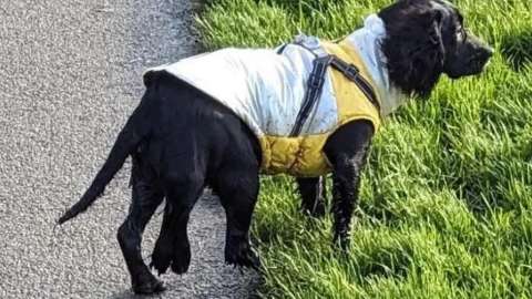 Perrita con seis patas fue operada con éxito y ahora busca un hogar definitivo