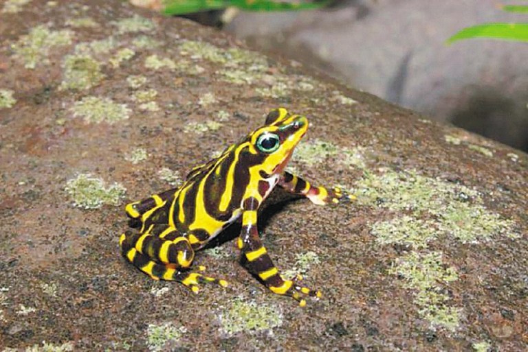 Las ranas han perdido los dientes más de 20 veces durante su evolución