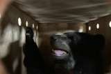 Pensilvania, la primera hembra de oso andino que será rastreada con un collar de telemetría GPS en Colombia