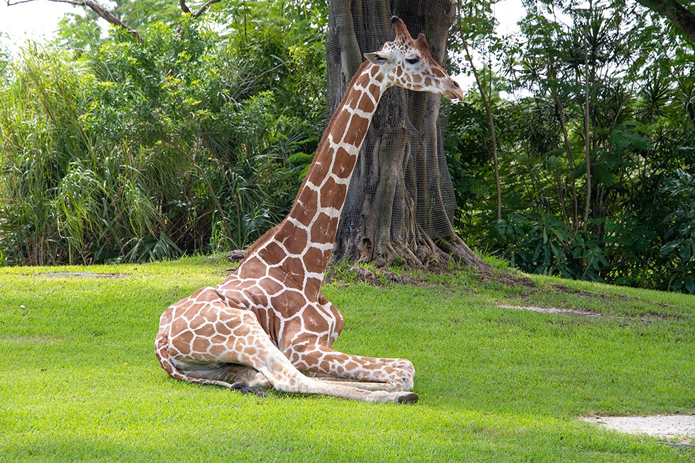 Imagen de Pogo en el zoológico de Miami.