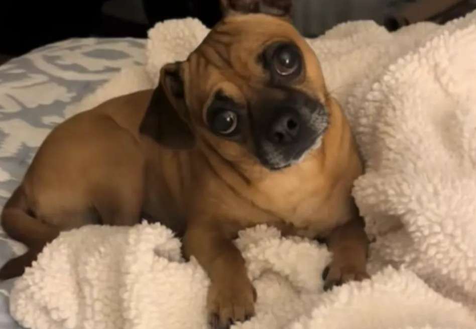 Cuando encontró a los familiares, no dudo en contactarlos y descubrir que tenía una pequeña mezcla de pitbull en su casa.