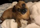 Mujer buscaba la raza de su perro, pero la prueba de ADN le reveló una sorprendente historia
