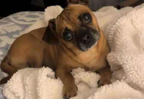 Mujer buscaba la raza de su perro, pero la prueba de ADN le reveló una sorprendente historia