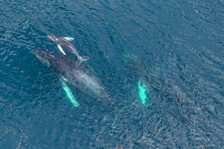Los llamados “químicos eternos” ya contaminan delfines y ballenas en todo el mundo