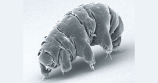Los animales microscópicos que podrían ayudarnos a combatir la radiación