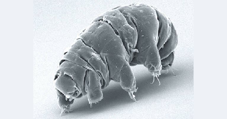 Los animales microscópicos que podrían ayudarnos a combatir la radiación