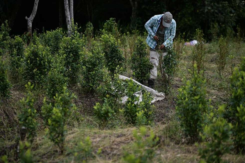 En 2016, los registros oficiales decían que en Buenos Aires (Cauca) había menos de 10 hectáreas de coca sembrada. Para 2020, los registros van en más de 500 hectáreas.