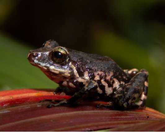 La especie vive entre los entre los 2.100 y 2.500 metros de altitud.