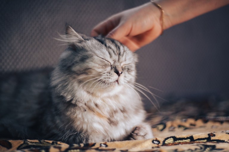 Cosas que los gatos pueden percibir de las personas