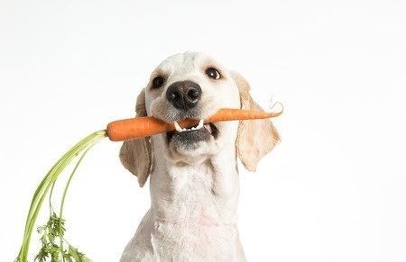 Y como con cualquier otro alimento nuevo, las lentejas también deben introducirse de manera gradual en la dieta de un perro