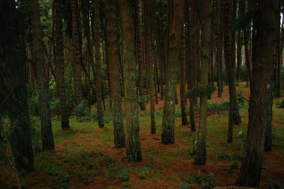 Reforestadora de la Costa (Refocosta) es una empresa fundada hace 35 años. / Flickr - Troskiller