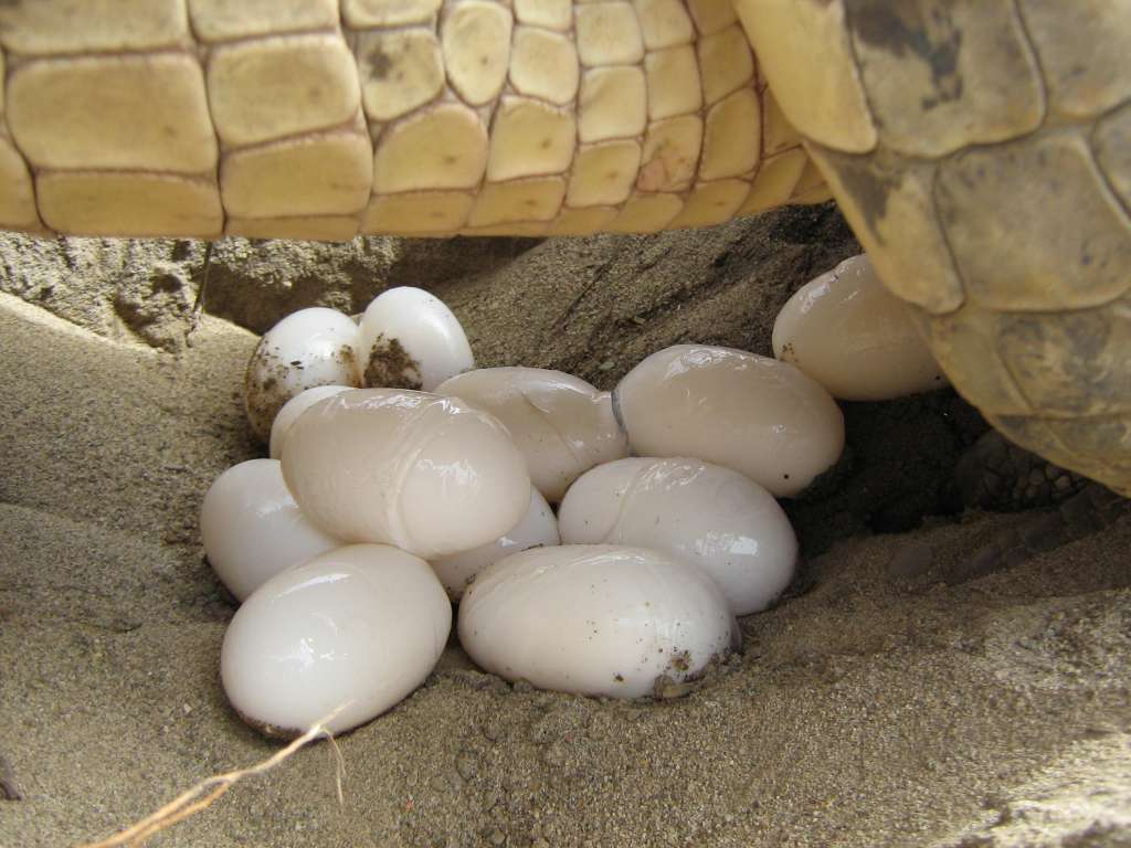 Se redoblarán esfuerzos para disponer anualmente de 100 cocodrilos de más de 1,20 metros para su liberación en el medio natural. /(C) Willington Martínez-Barreto y (C)  Estación de Biología Tropical Roberto Franco.