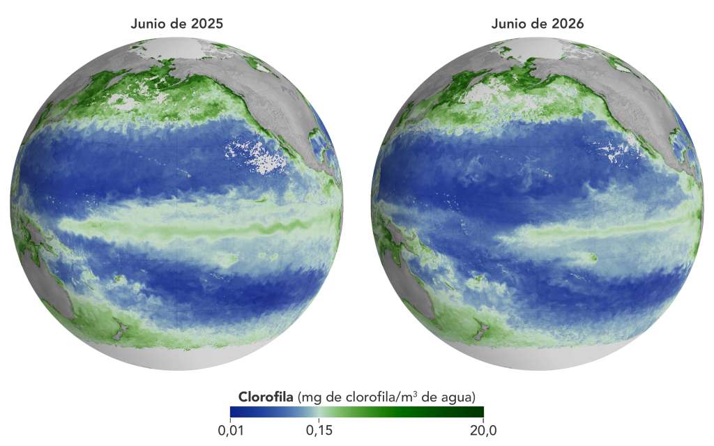 Concentraciones de clorofila disminuyen durante el fenómeno de El Niño en 2026.