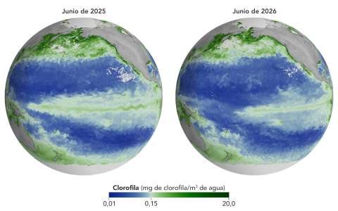 Satélites de la NASA detectan otro preocupante efecto de El Niño en la vida marina