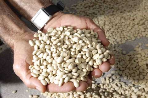 Mincomercio destacó la productividad del sector cafetero