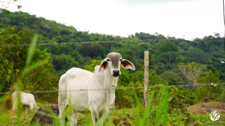 Ganado libre de deforestación: quedan 10 días para aprobar el proyecto de ley