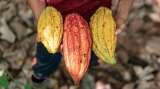 Cacaoteros en San Vicente del Caguán le apuestan a la conservación de bosques
