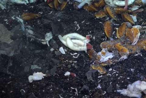 La sorprendente vida animal en el fondo marino que halló un grupo de científicos