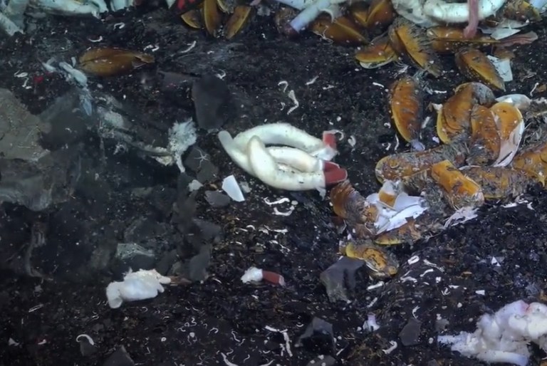 La sorprendente vida animal en el fondo marino que halló un grupo de científicos