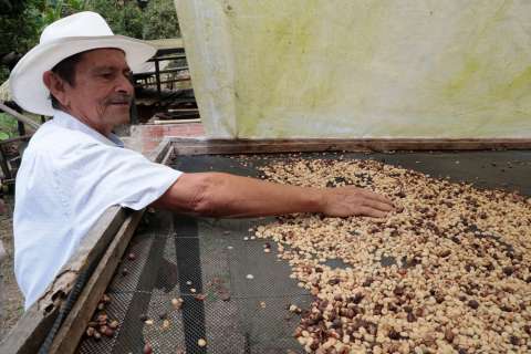 Café y productos no tradicionales lideran el repunte de exportaciones