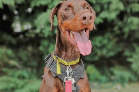 “Un milagro de Navidad”: Jake es adoptado tras 850 días en un refugio