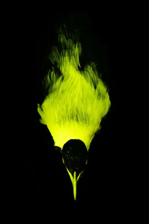 Las aves del paraíso no solo tienen plumas vistosas: también brillan en la oscuridad