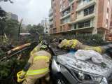 Emergencia: cinco heridos tras caída de un árbol y un poste, en el norte de Bogotá