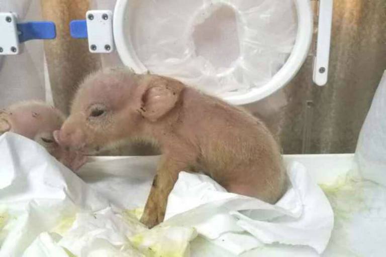 Crean una quimera en China: nacieron dos cerdos con células de monos