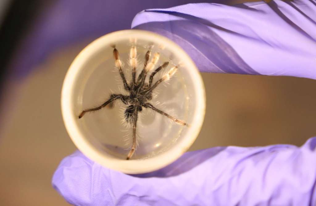 En total se hallaron 143 tarántulas 'Mygalomorphae'.