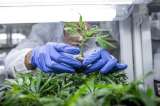 Cannabis medicinal es legal desde hoy en Portugal