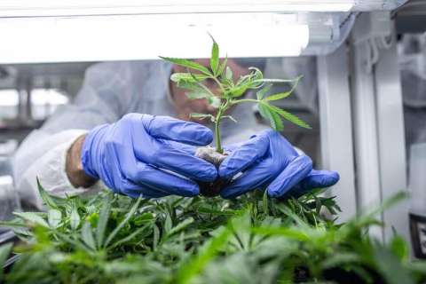 Cannabis medicinal es legal desde hoy en Portugal