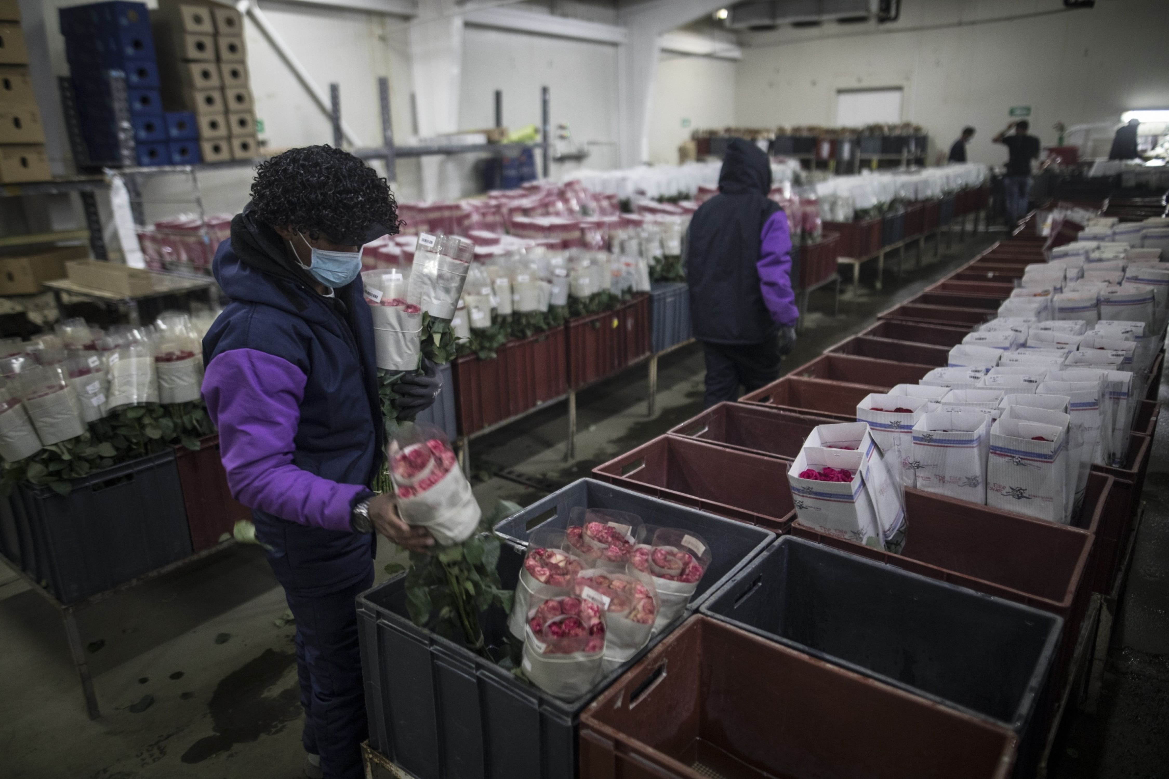 La floricultura le aporta mensualmente al país cerca de 200 mil millones de pesos.