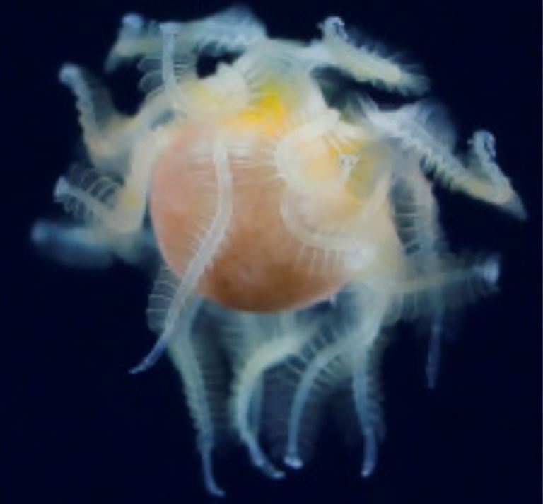 Identifican a una criatura marina avistada en Japón que nadie sabía qué era