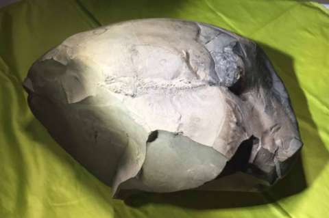 Encuentran fósil de hace 130 millones de años