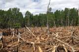 El hombre lleva 4.000 años devastando los bosques