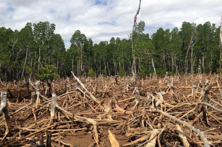 El hombre lleva 4.000 años devastando los bosques
