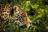 Por supuesto ataque, un jaguar fue sacrificado en Sucre