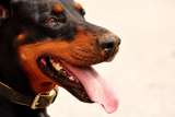 ¿Los ha visto? Perros, gatos y otros animales perdidos en Bucaramanga, Santander