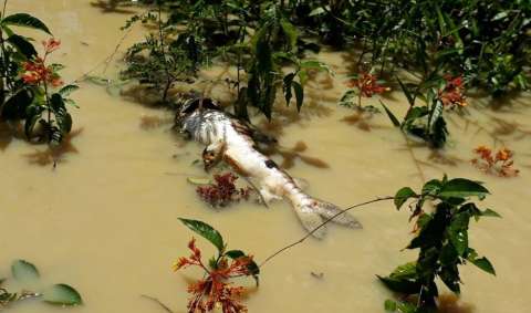 Comunidades reafirman denuncias de "ecocidio" en el río Nechí