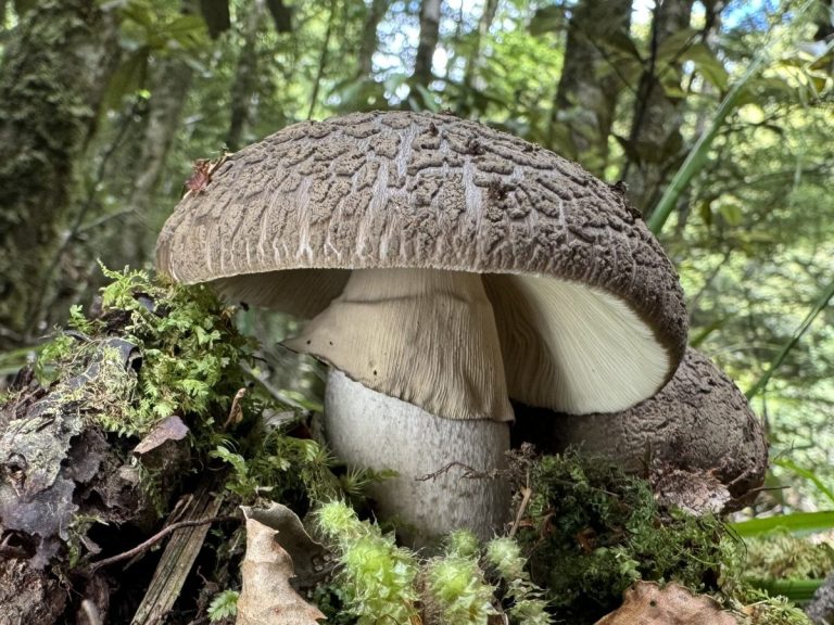 Ganadora de Ecología con el móvil: Endémica de Nueva Zelanda, la Amanita nothofagi, al igual que muchas especies de hongos, establece una relación con las raíces de las plantas. Esta relación simbiótica se denomina micorriza (en griego, "myco" significa hongo y "rhiza" se refiere a la raíz). La Amanita nothofagi se encuentra asociada a los árboles de haya austral, mānuka y kānuka.
