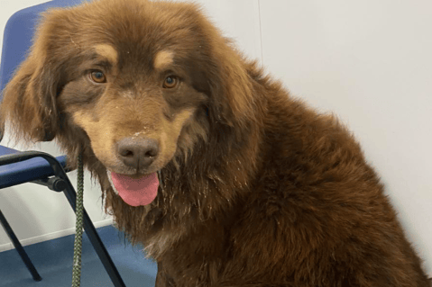 Costa: el perro que sobrevivió cinco meses solo en la naturaleza